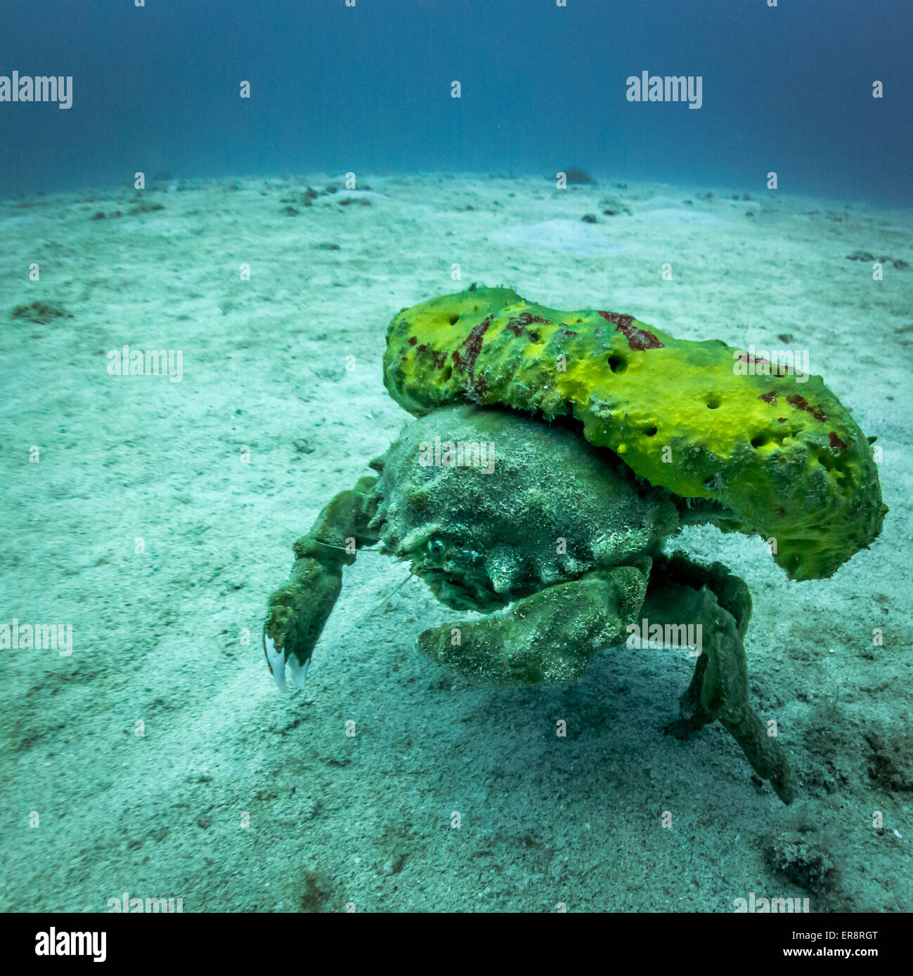 sponge crab walking on the sand on the sea bed, Hawaii, USA Stock Photo