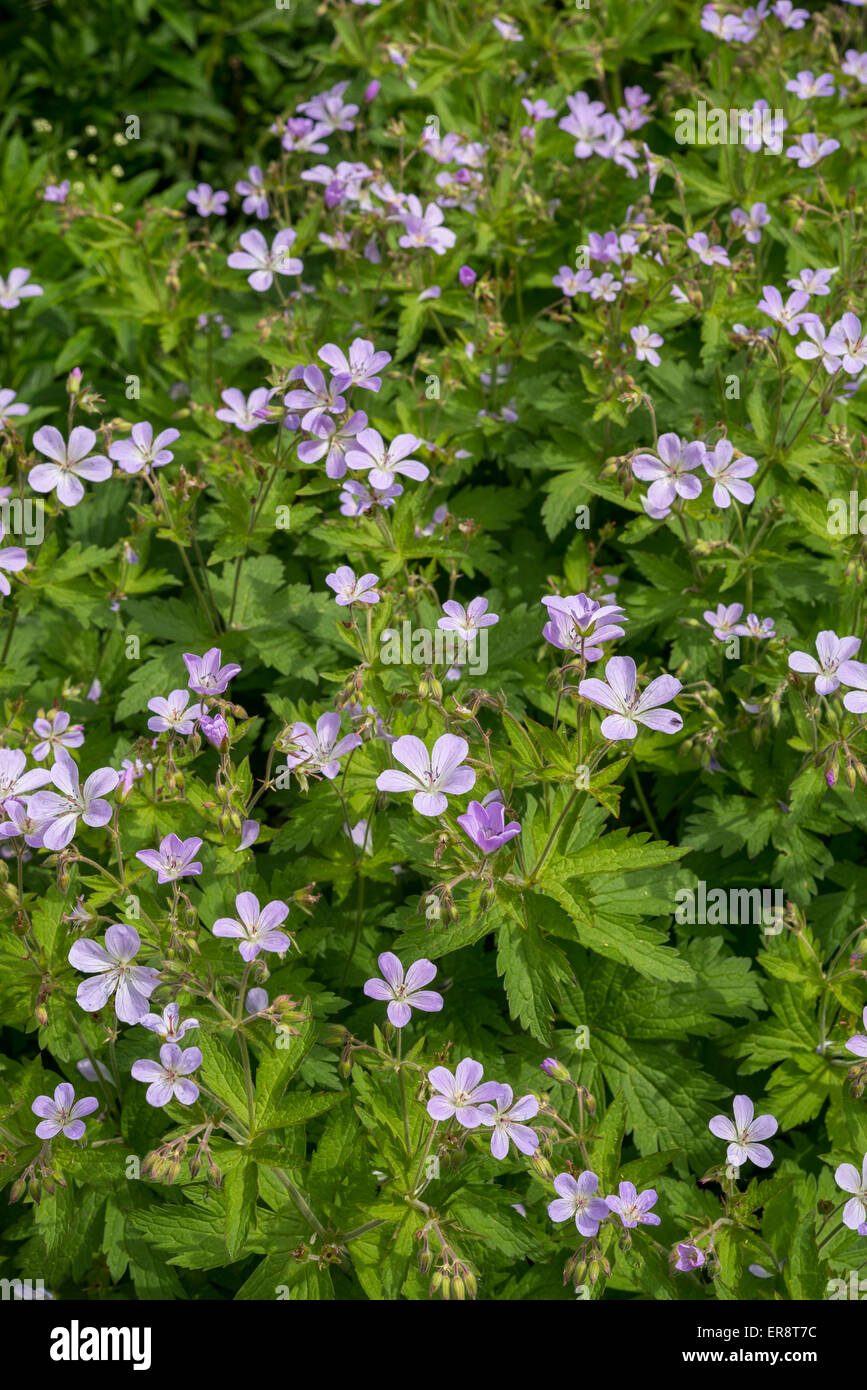 Geranium Sylvaticum roseum flowering in an English garden in spring. Stock Photo