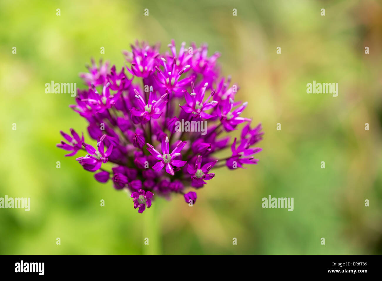 A richly coloured Allium 'Purple Sensation' flower head with soft green and yellow background. Stock Photo