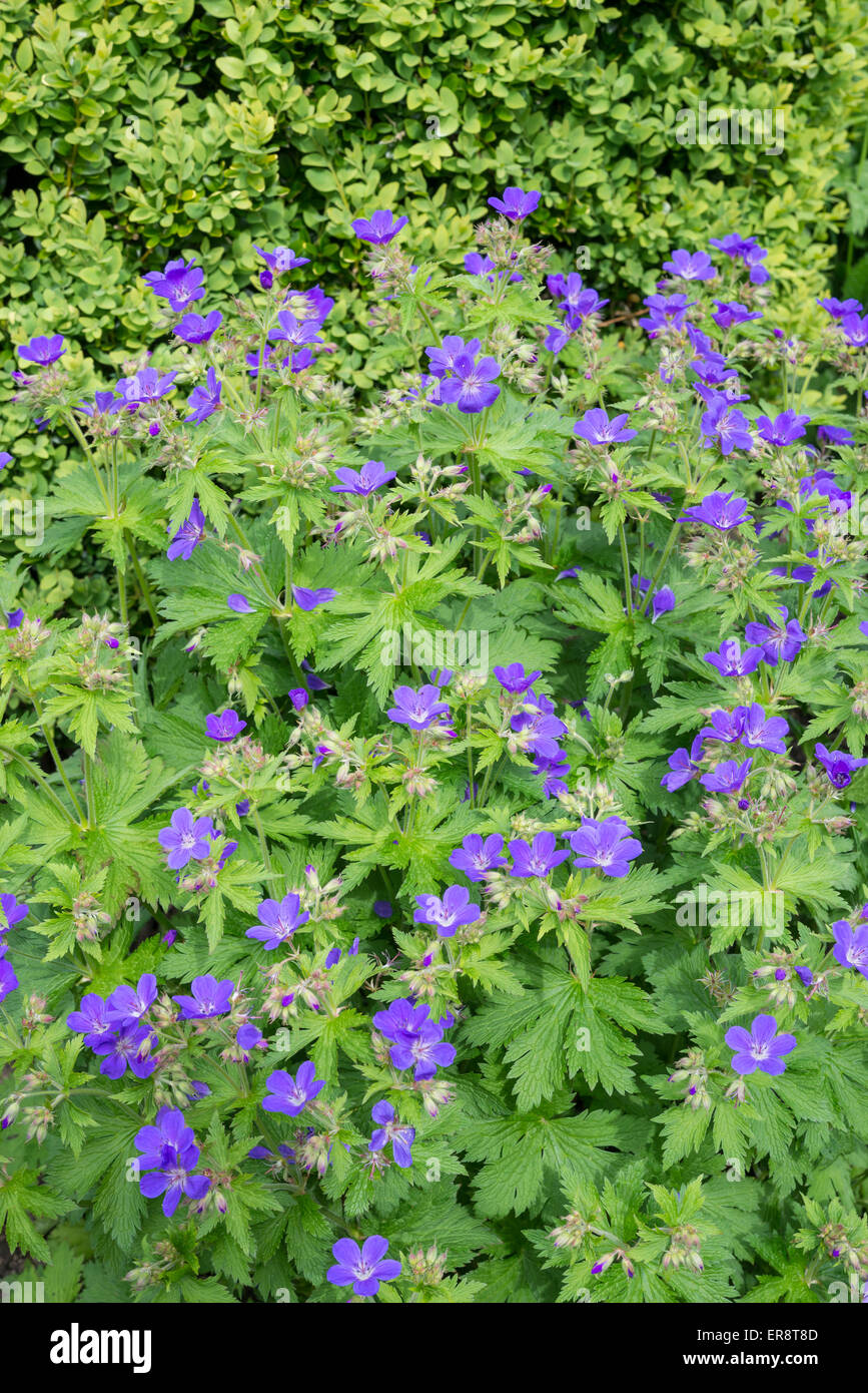 Geranium Sylvaticum with rich blue flowers. Growing in an English garden in spring. Stock Photo