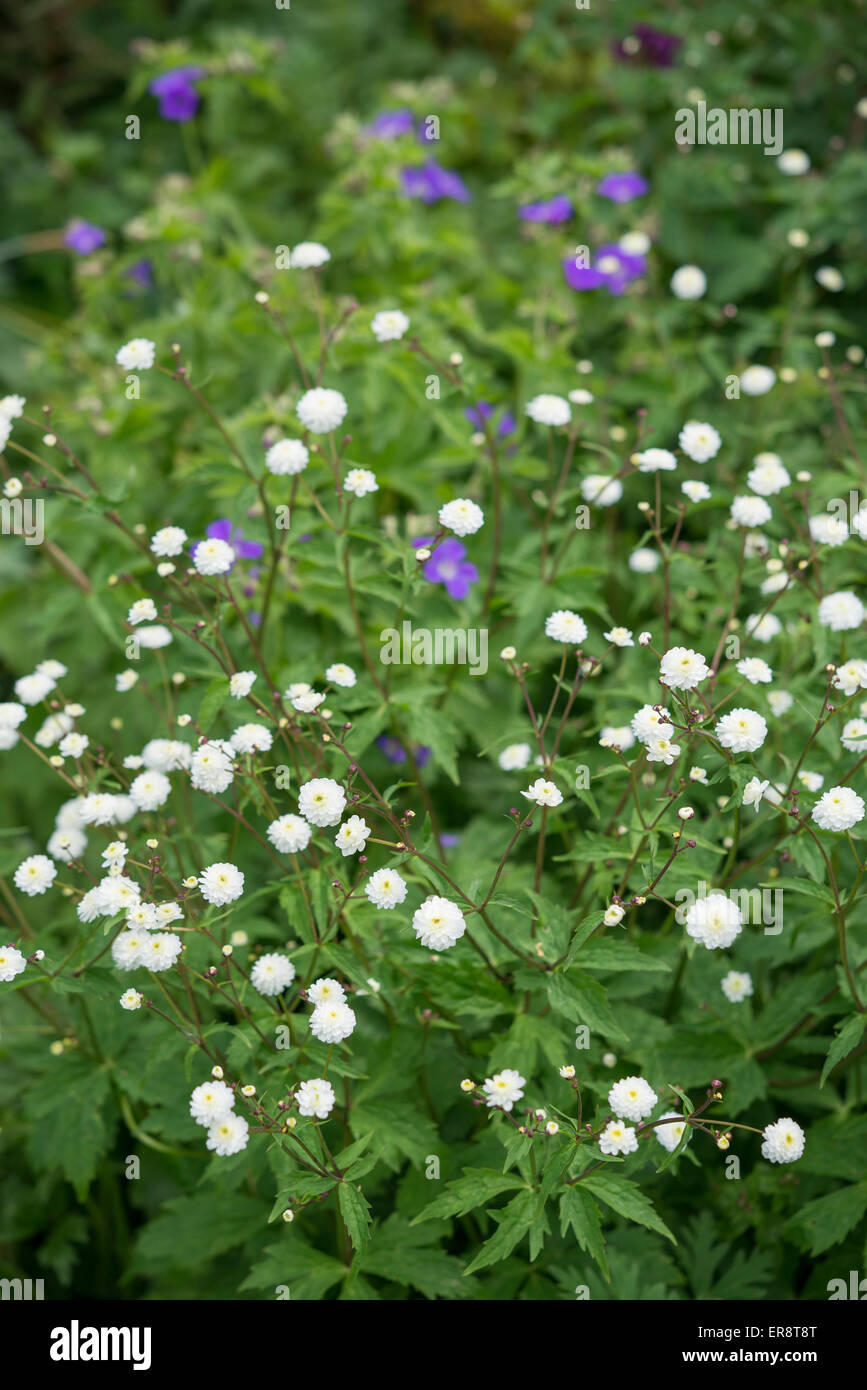 Ranunculus Aconitifolius flore pleno with dainty, double white flowers in a spring garden. Stock Photo