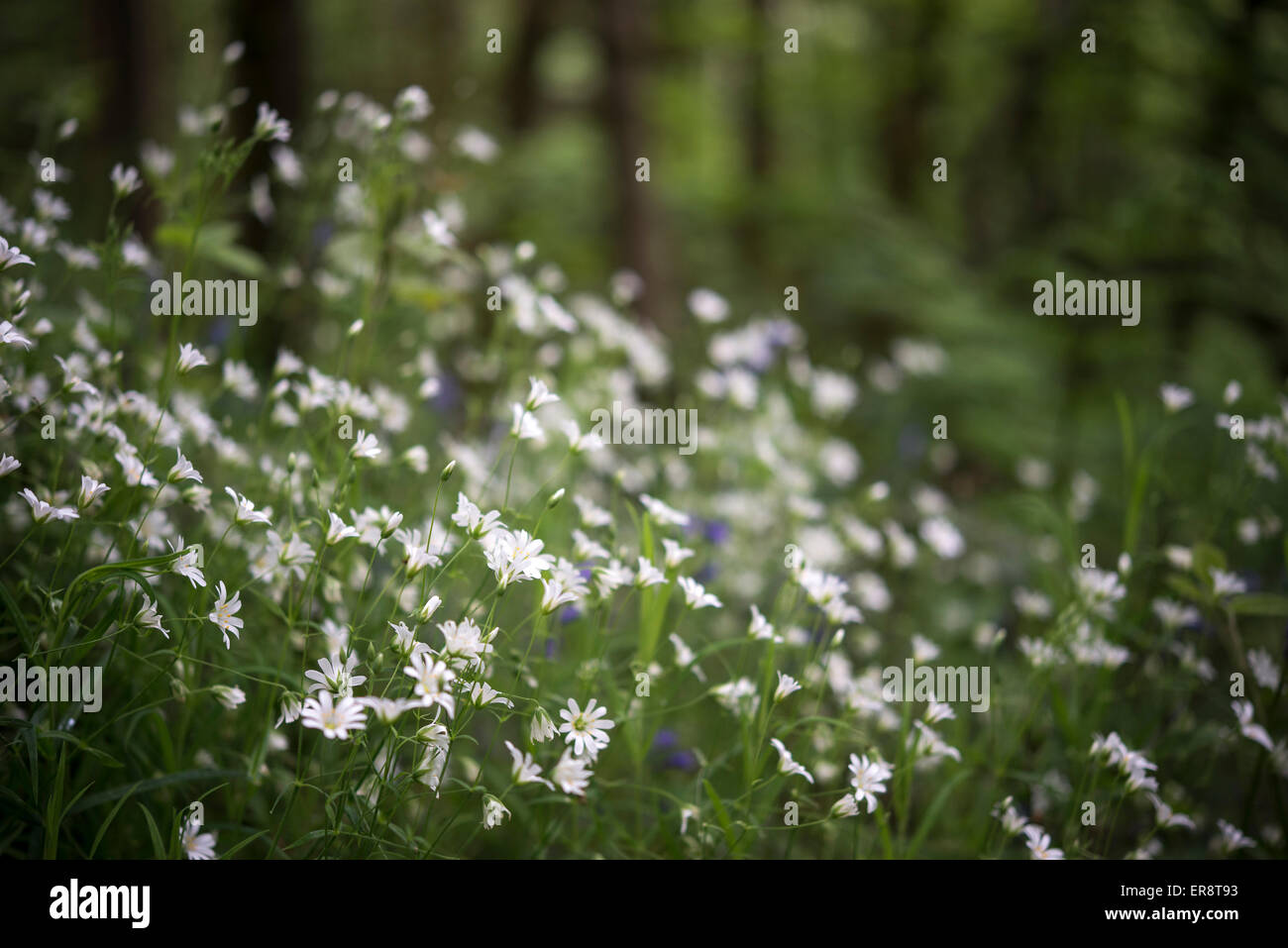 Delicate white flowers of Stitchwort growing in the shade of and English woodland in spring. Stock Photo