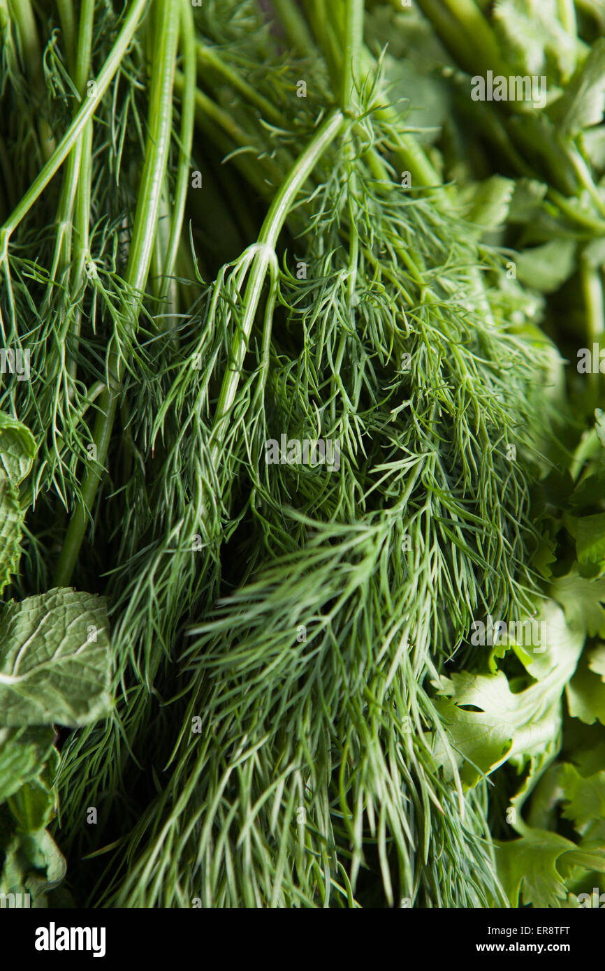 Closeup of dill leaves Stock Photo Alamy
