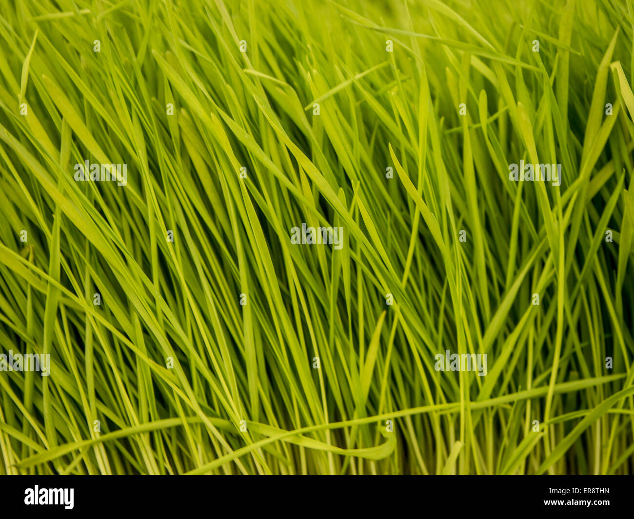 Wheat Grass Background Stock Photo