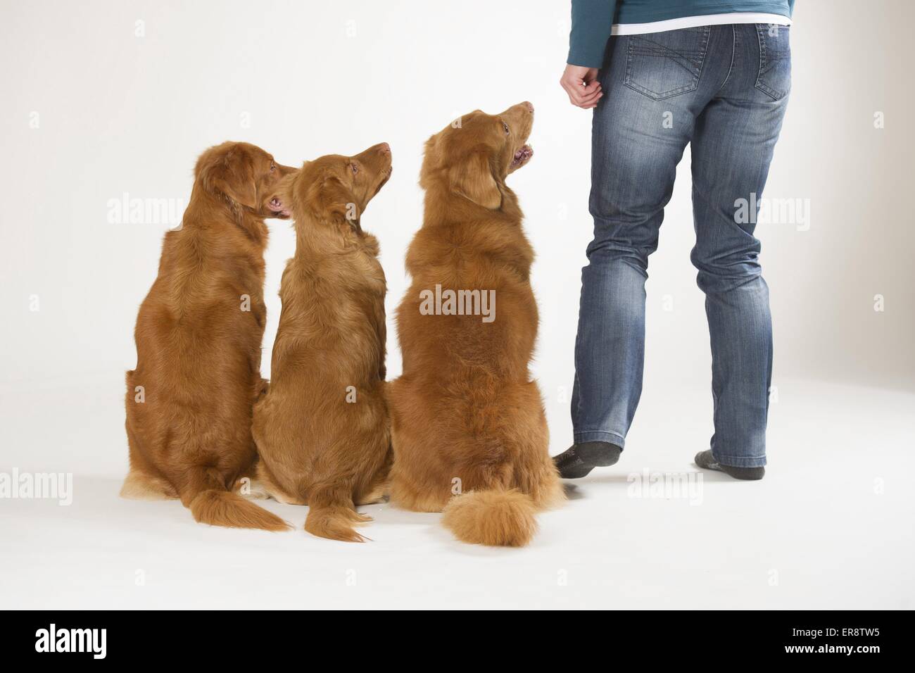Rear view duck hi-res stock photography and images - Alamy