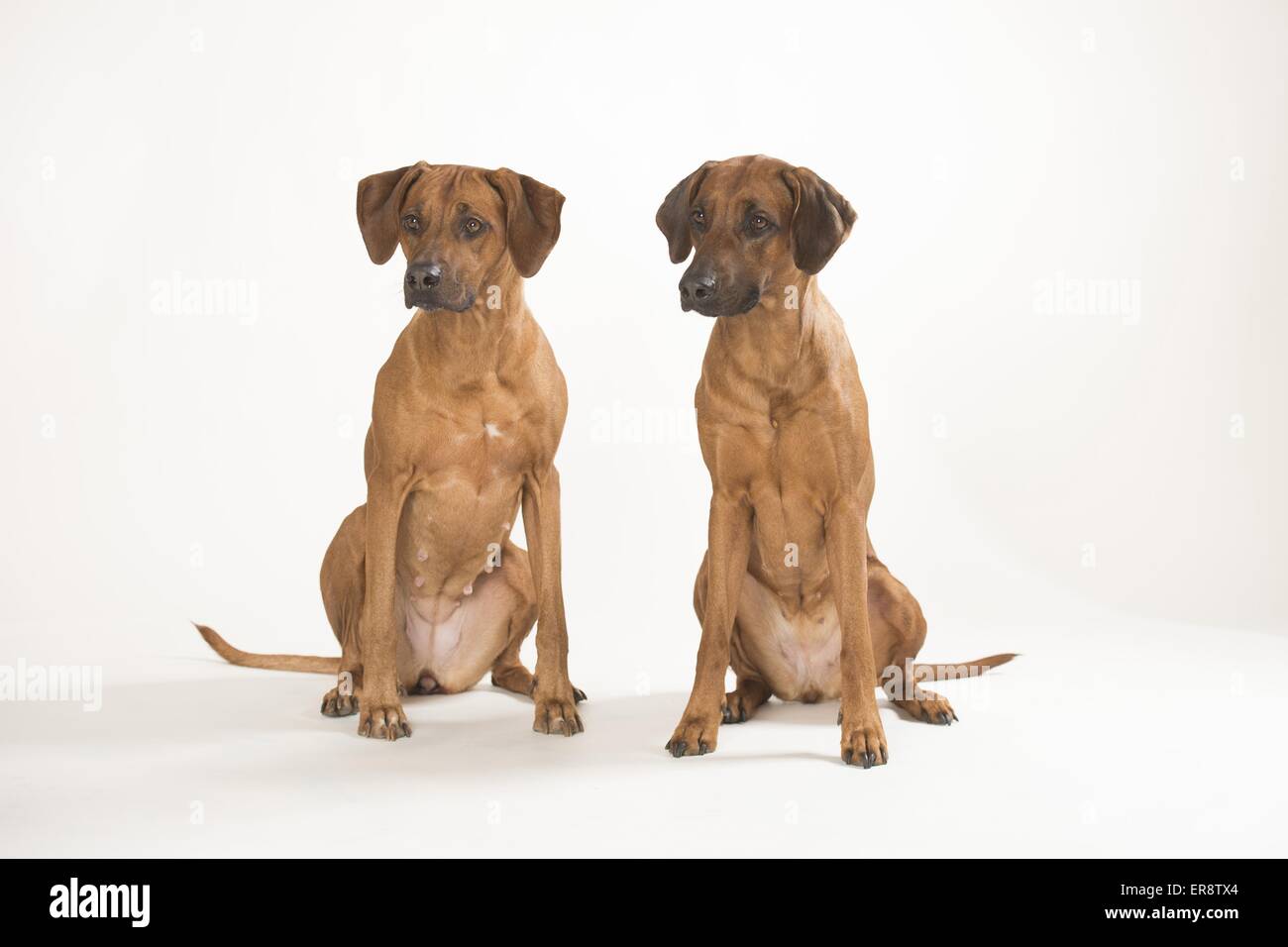 2 Rhodesian Ridgebacks Stock Photo - Alamy