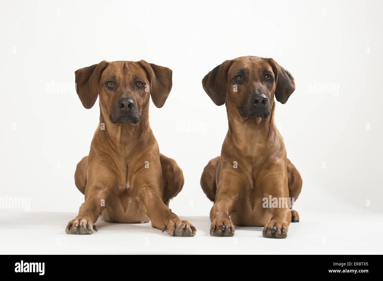 2 Rhodesian Ridgebacks Stock Photo - Alamy