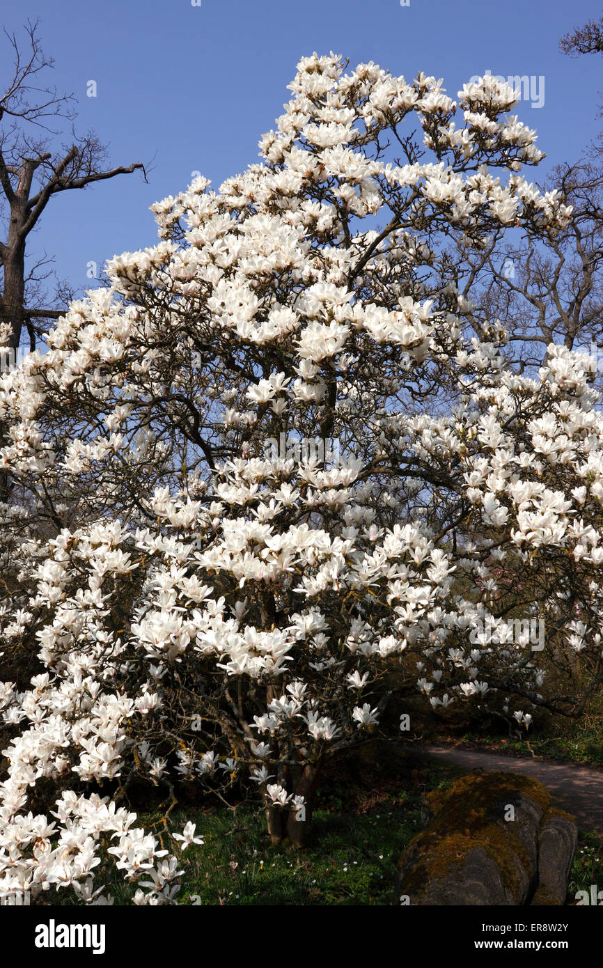 Yulan magnolia denudata hires stock photography and images Alamy