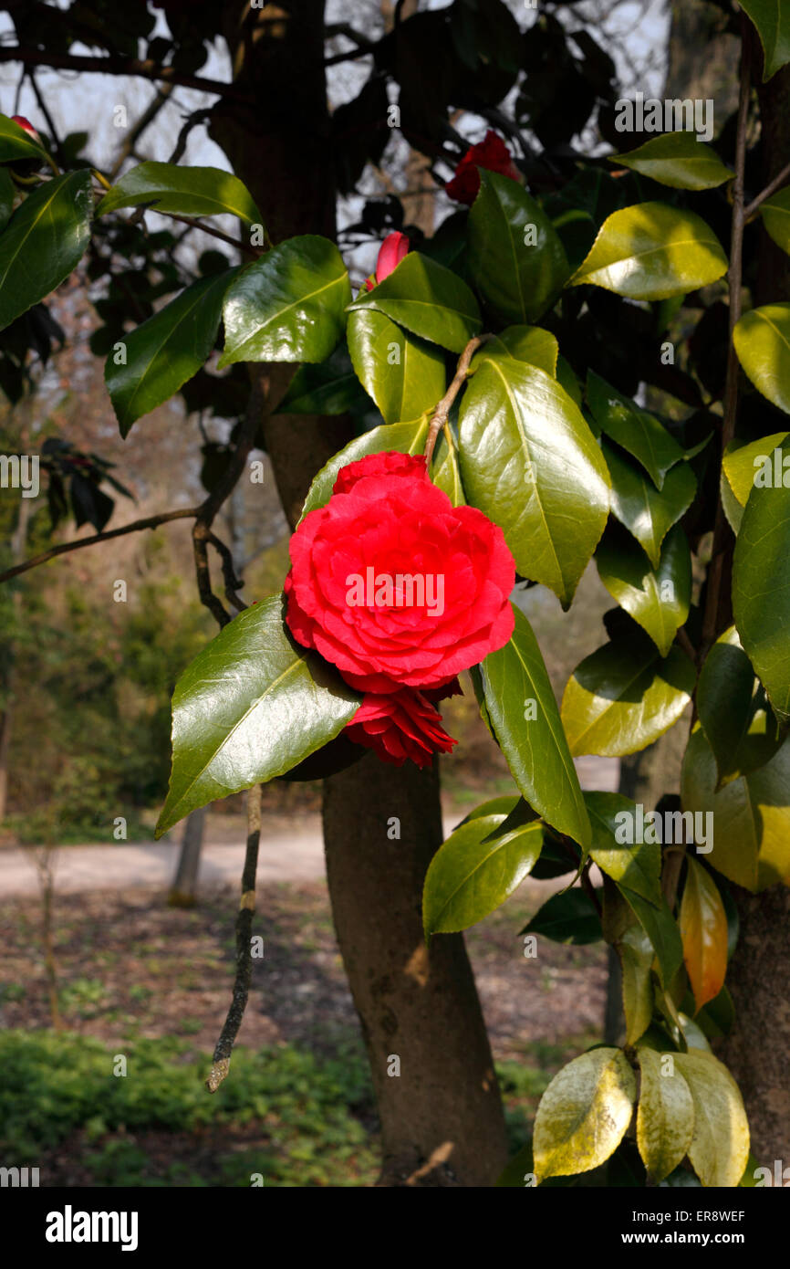 CAMELLIA JAPONICA COMMON RED Stock Photo
