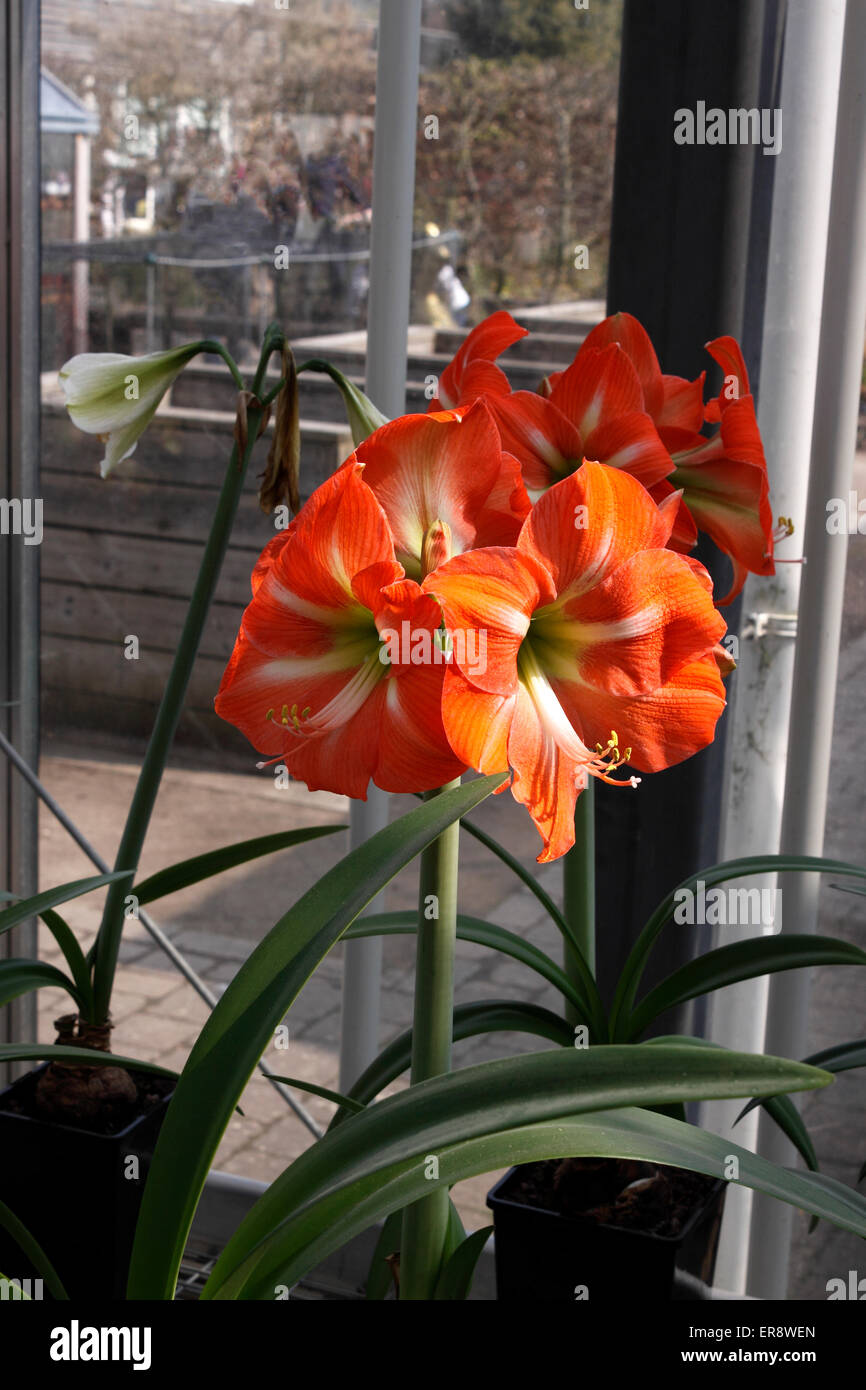 Hippeastrum minerva hi-res stock photography and images - Alamy