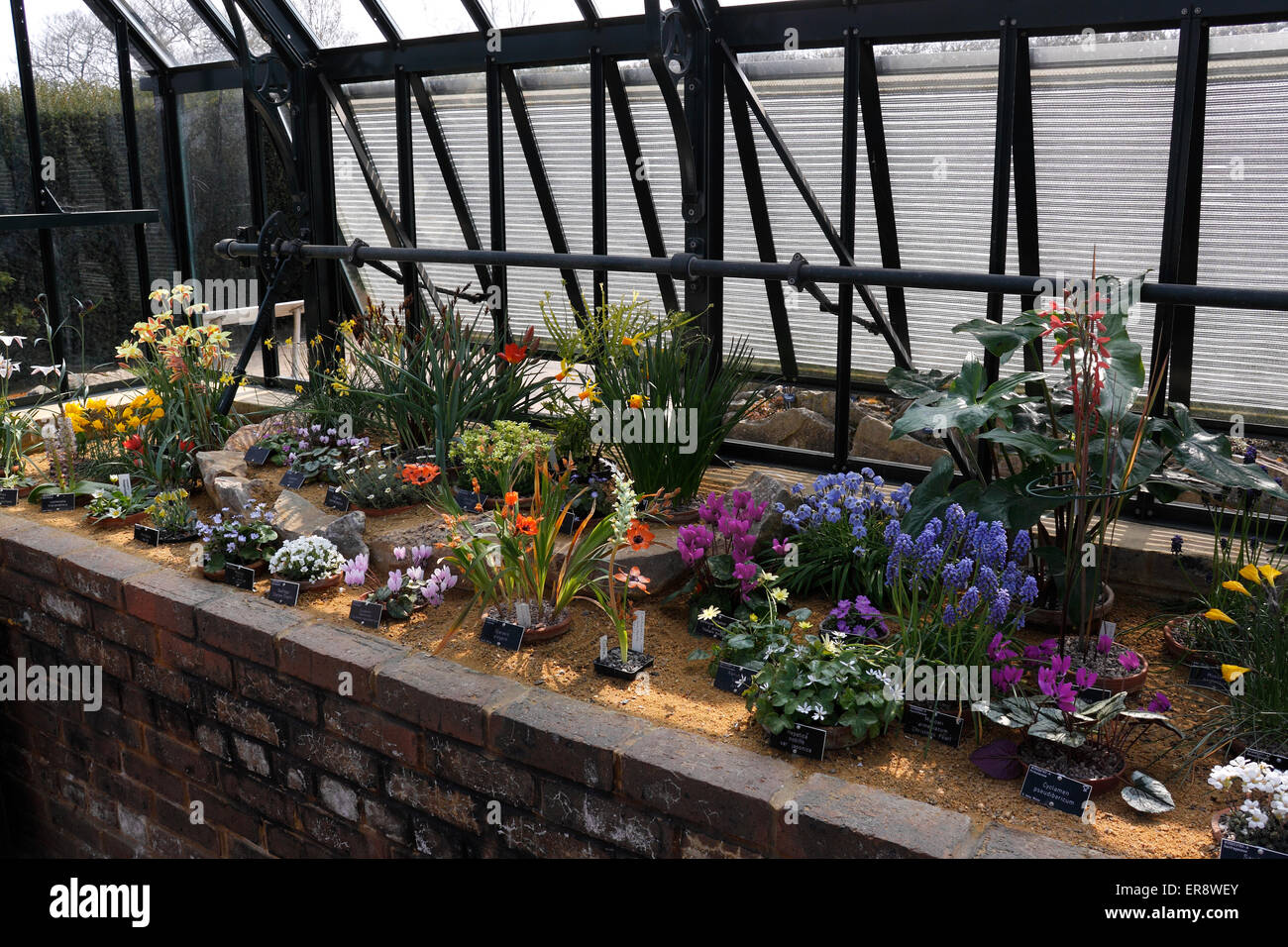 RHS WISLEY THE ALPINE HOUSE RAISED BEDS Stock Photo