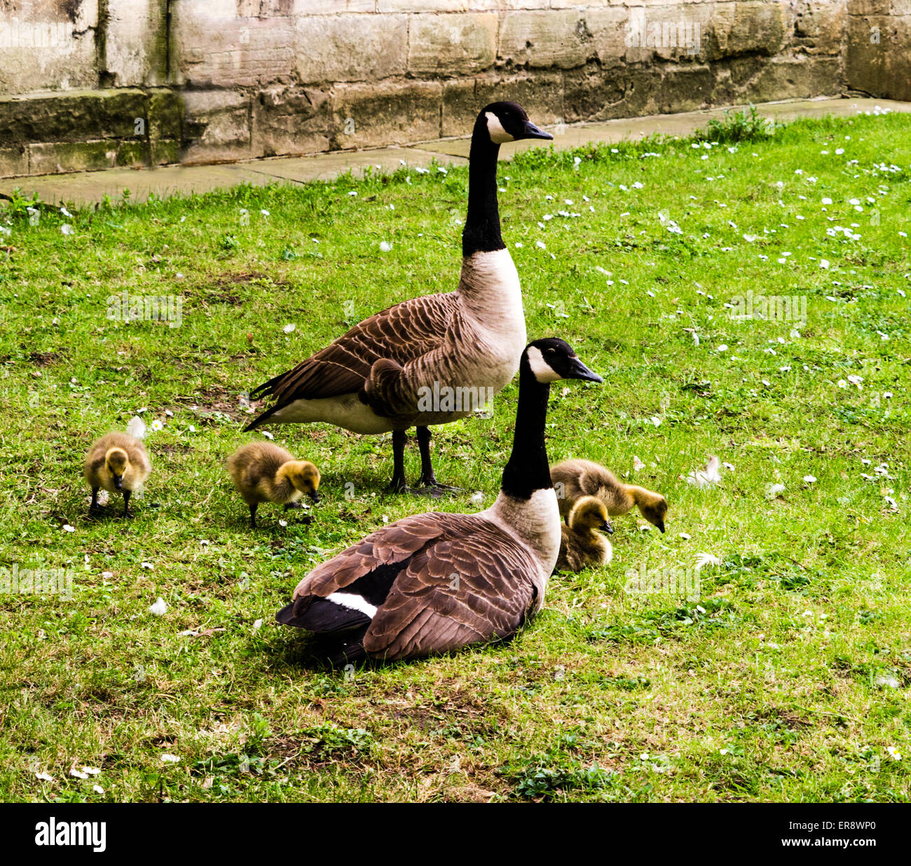 Canada goose york uk hotsell