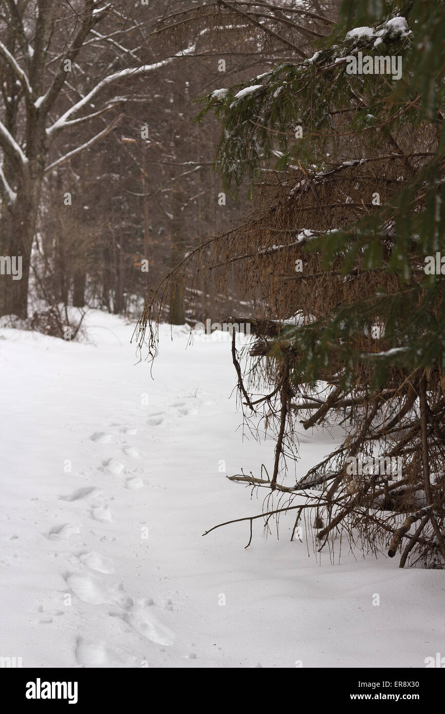 Footprints in deep snow in forest on a cold winter day Stock Photo