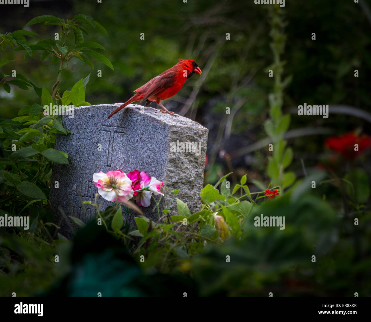 Northern Cardinal bird sitting on a gravestone at St Benedict's Painted Church, Big Island, , Hawaii, USA Stock Photo