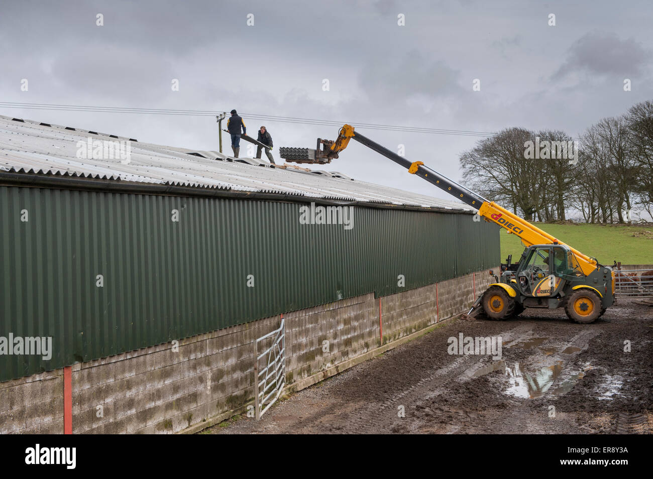 Roofers on a farm building using a JCB loadall to lift roofing sheets