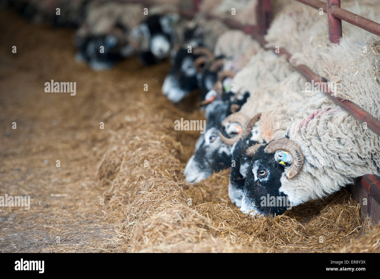 In lamb ewes in lambing shed recieving a complete silage based diet ...