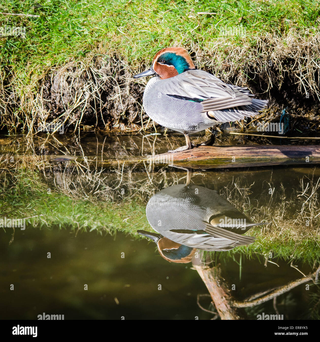 Eurasian Teal sitting by Pond with Reflection Stock Photo
