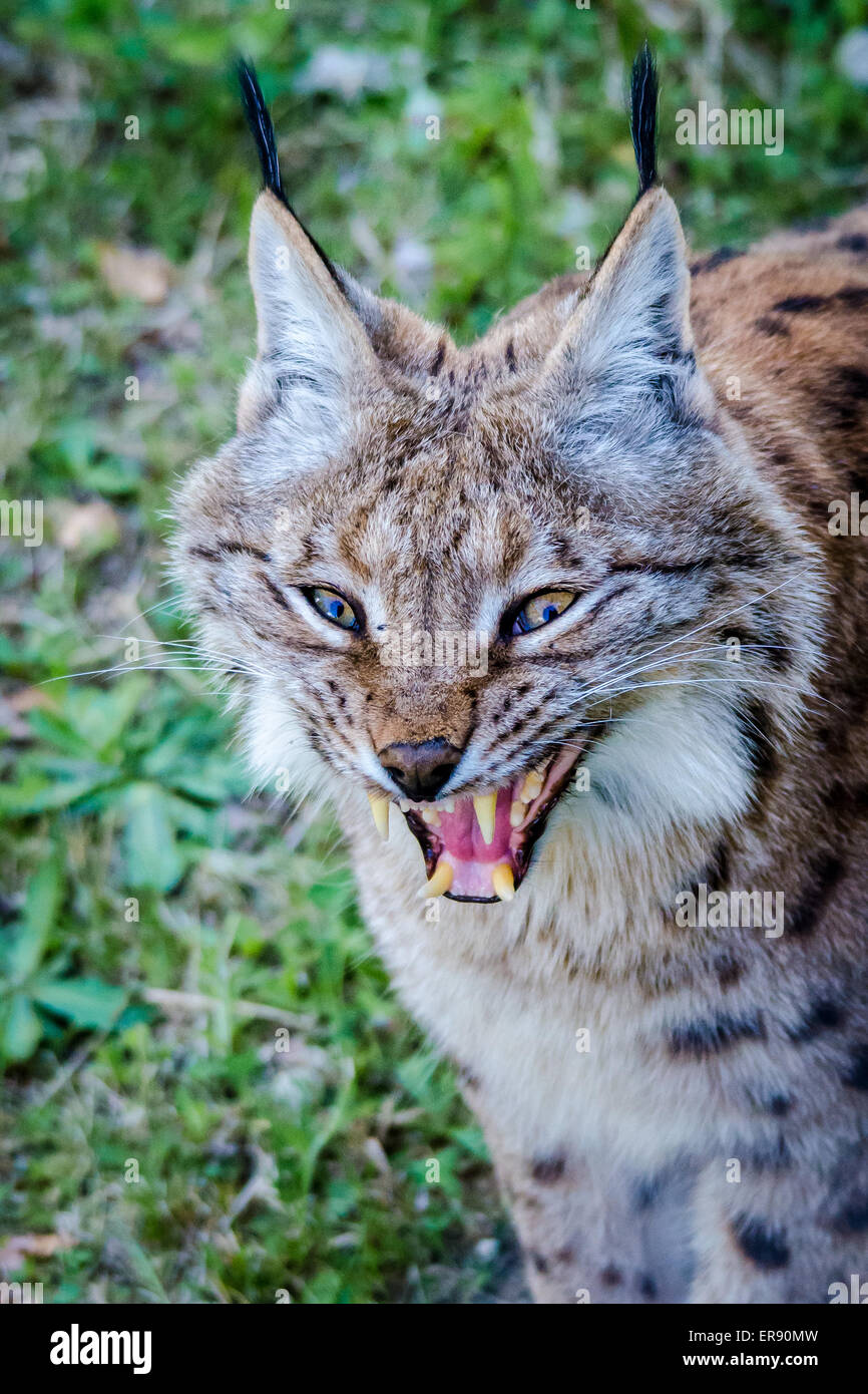 Lynx baring teeth Stock Photo