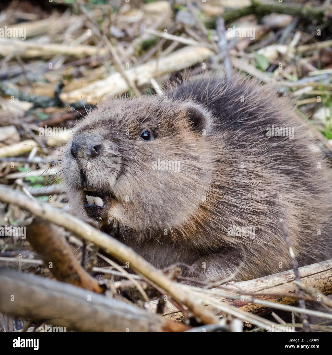 Young Eurasian or European Beaver (Castor fiber) close-up Stock Photo