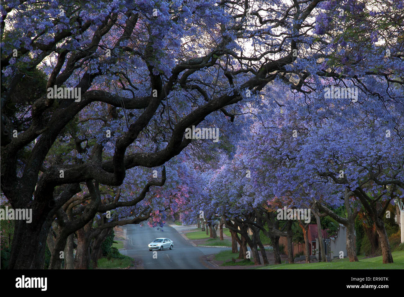 South africa jacaranda trees hires stock photography and images Alamy