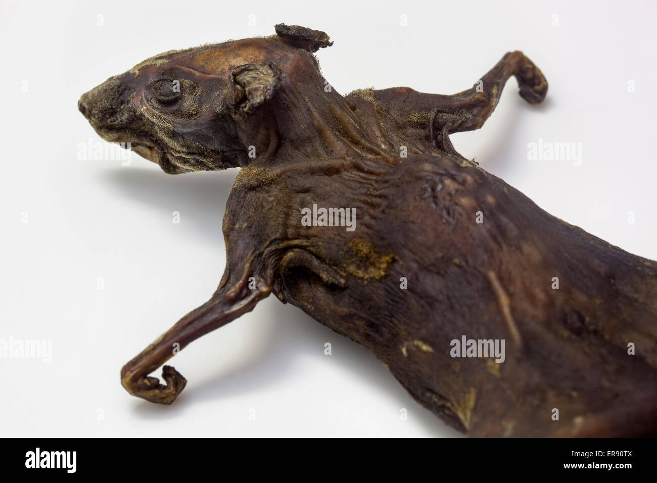Cooked rat clearance