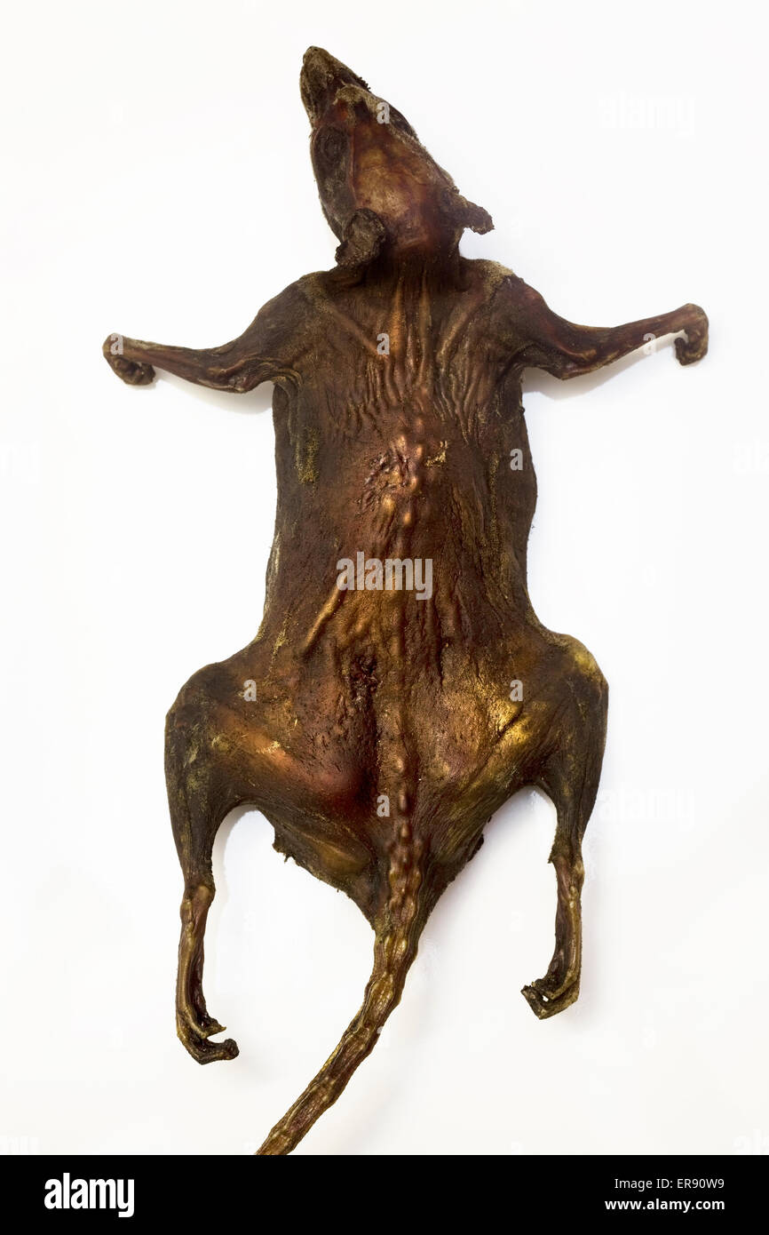Cooked rat hires stock photography and images Alamy