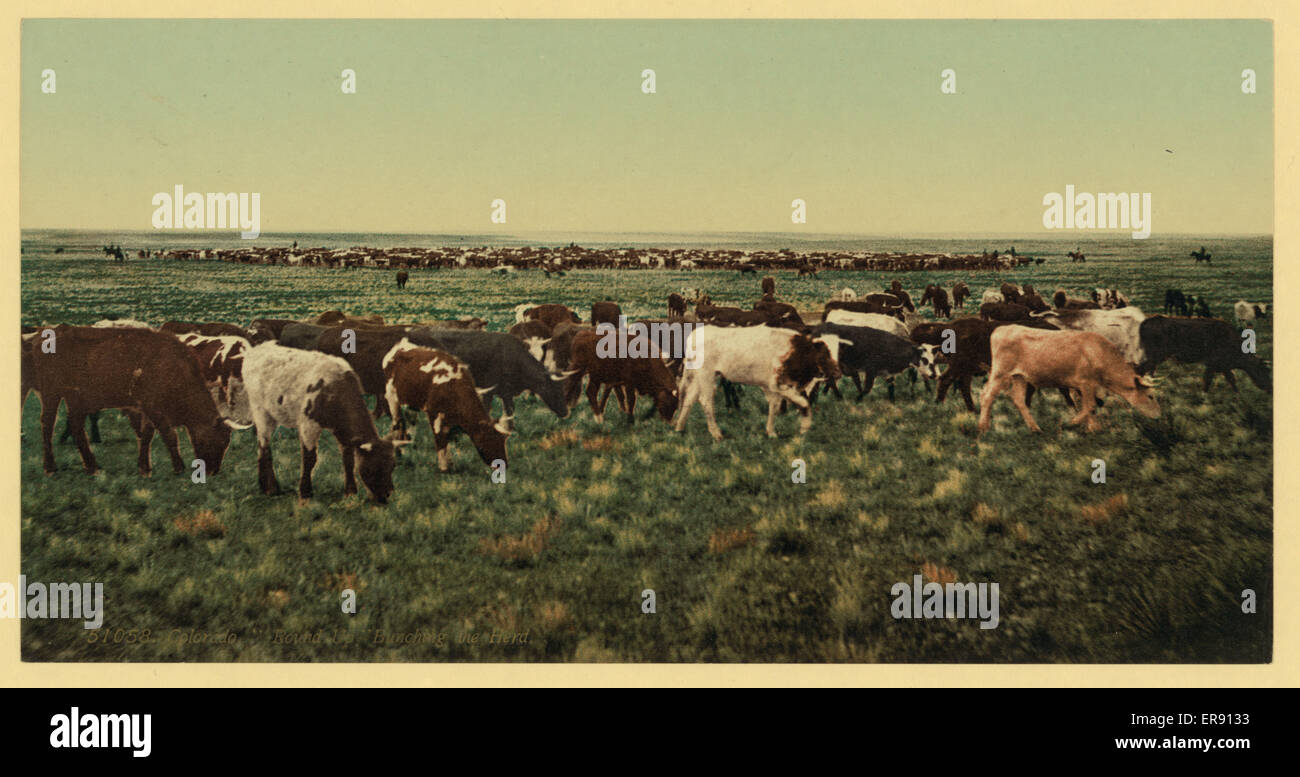 Colorado. Round up, bunching the herd Colorado. Round up, bu Stock Photo