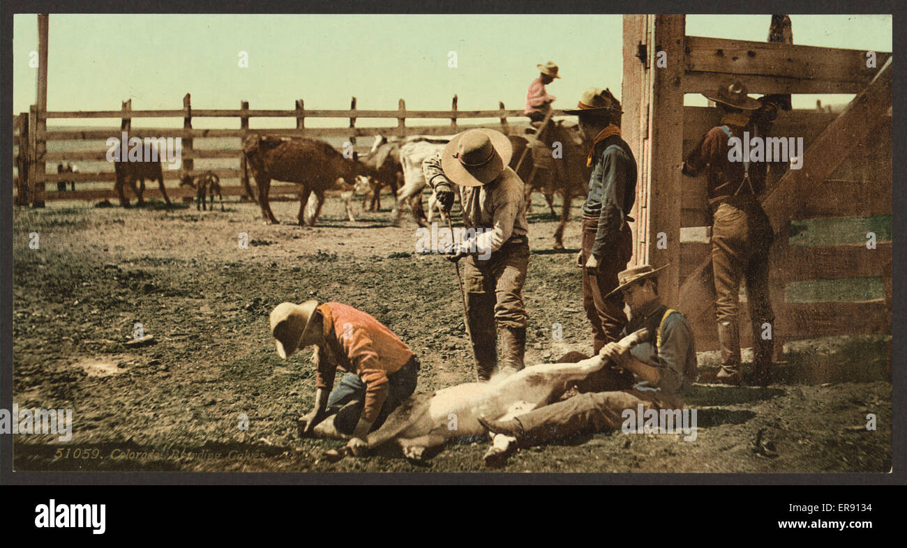 Colorado. Branding calves Stock Photo
