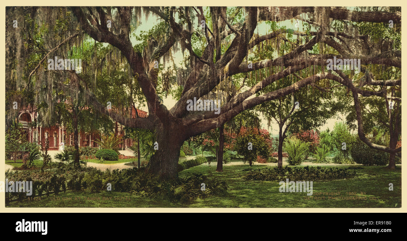 Old oak at Tampa Bay Hotel Stock Photo
