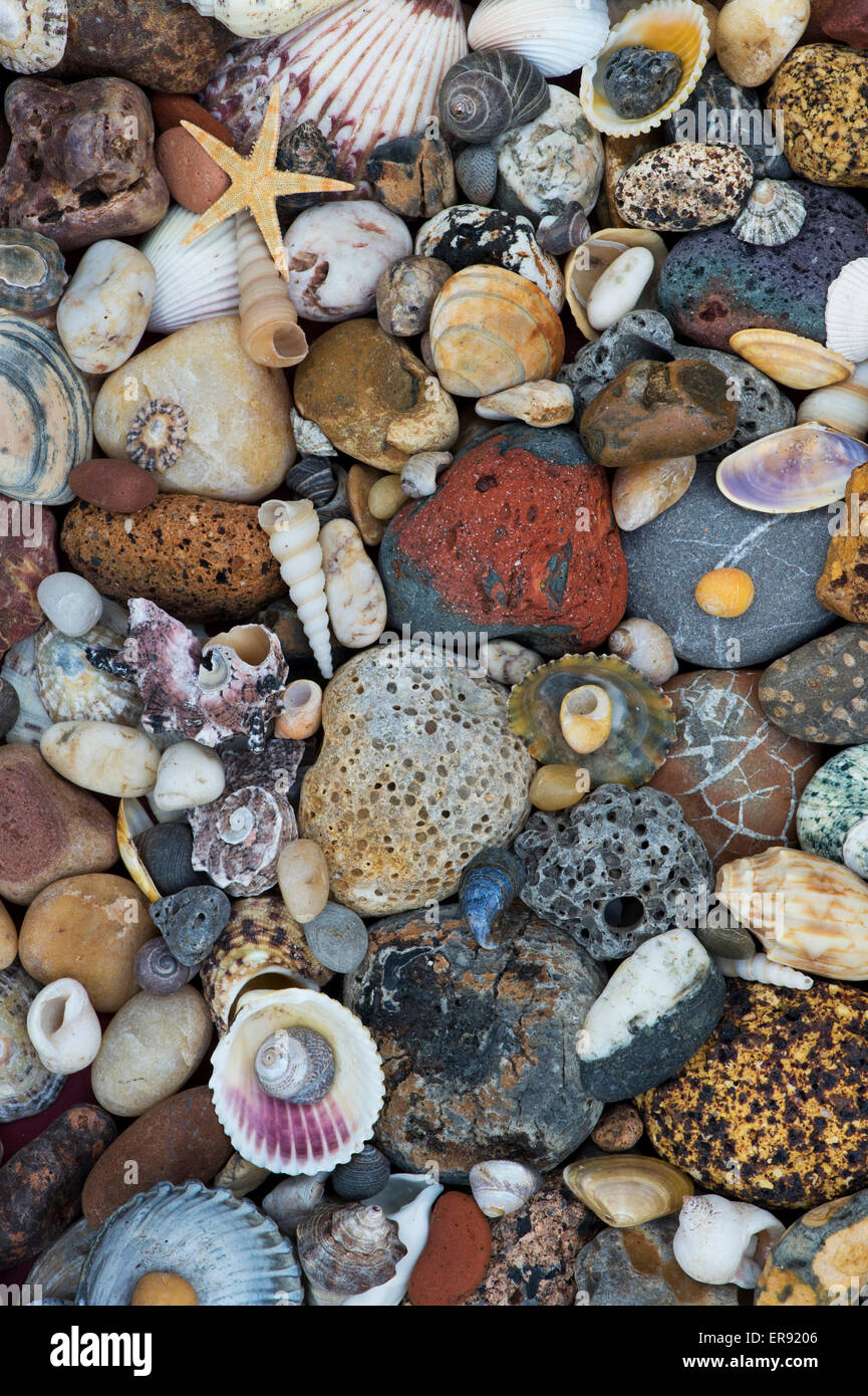Pebbles and shells pattern from above. Stock Photo