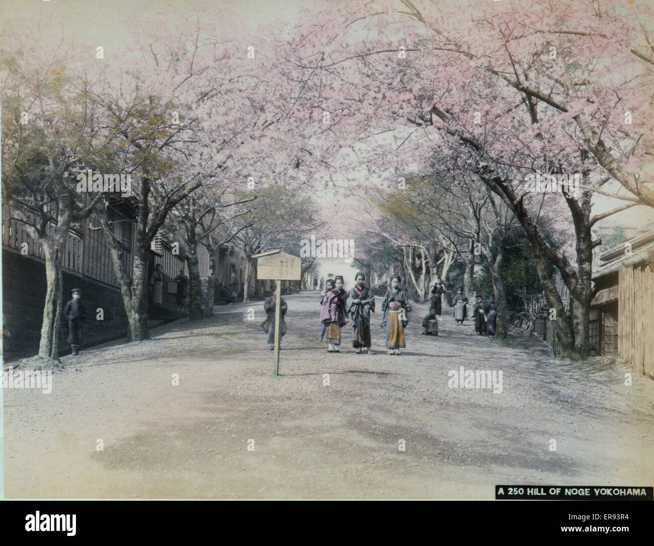 Hill Of Noge Yokohama Photograph Shows Three Women One Carrying A Child Walking Beneath Blossoming Cherry Trees That Line The Street Buildings At The Sides And A Few People In The Background