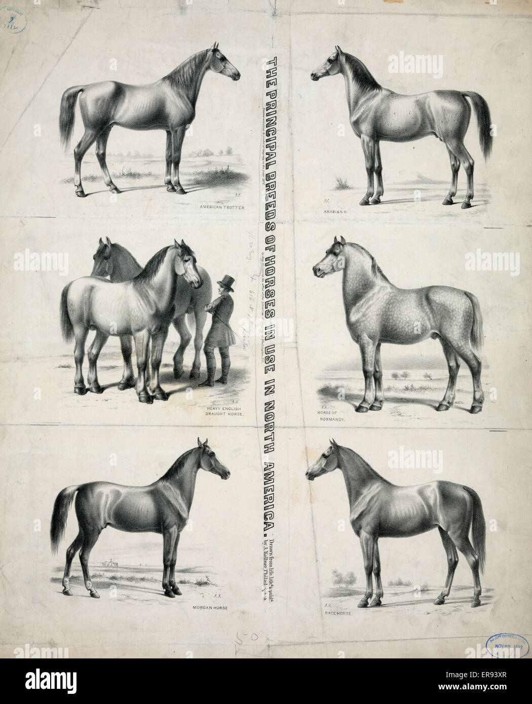 The Principal breeds of horses in use in North America Stock Photo