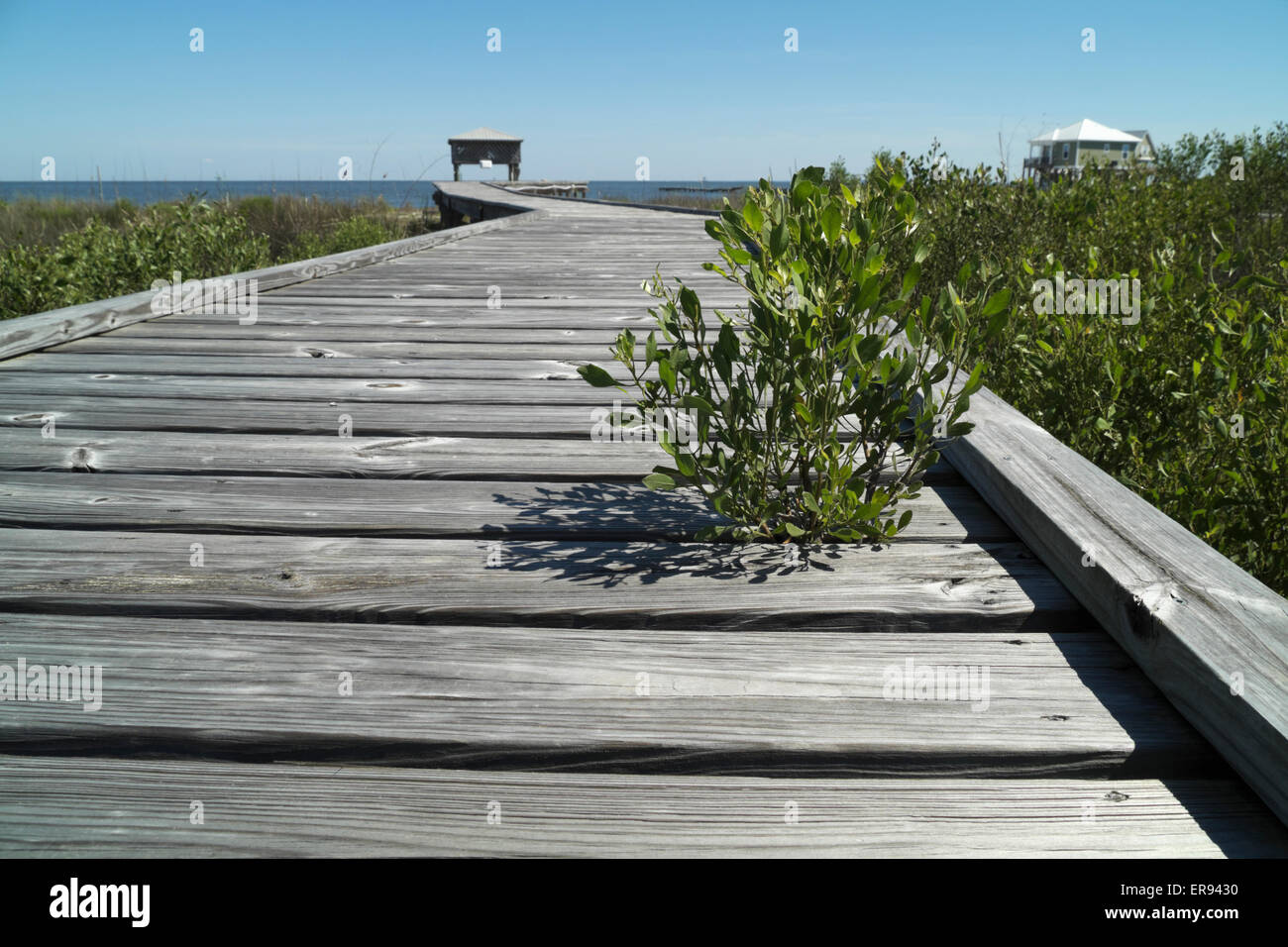 Plant life growing through the boardwalk of a pier on Mobile Bay, Alabama. Stock Photo