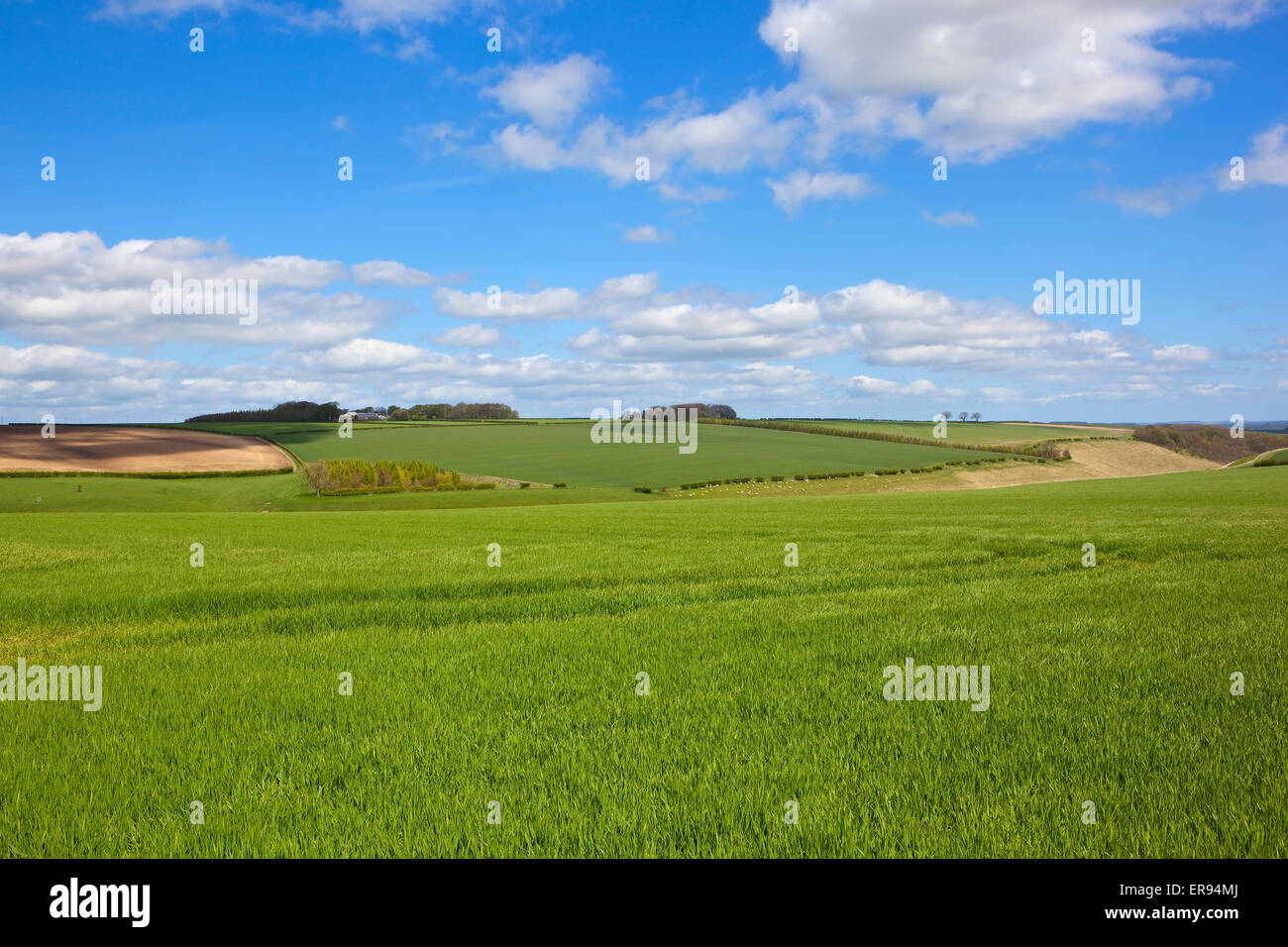 Patchwork Fields And Rolling Hillsides In The Farming Landscape Of The Yorkshire Wolds In Early 0347