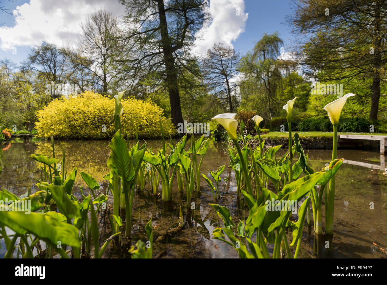 Longstock Park Water Garden, John Lewis Leckford Estate, Stockbridge
