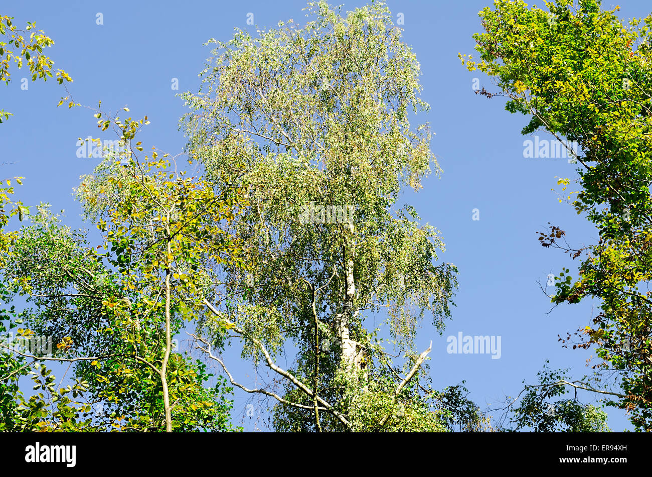 beautiful trees against the blue sky Stock Photo - Alamy