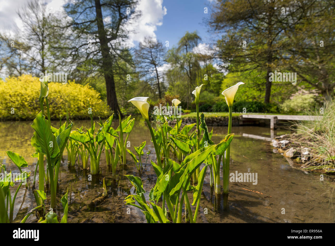 Longstock Park Water Garden, John Lewis Leckford Estate, Stockbridge
