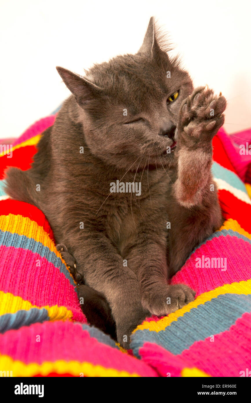Young female gray cat licking her paw. Stock Photo