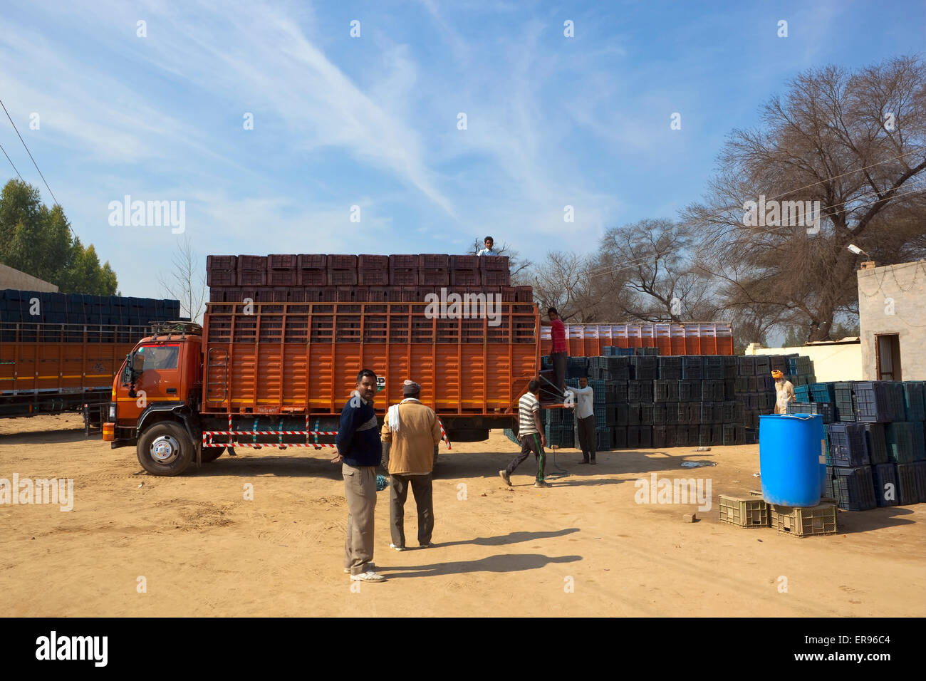 Workers stacking crates of oranges on to lorries at a distribution centre near Sri Ganganagar in Rajasthan,  India Stock Photo