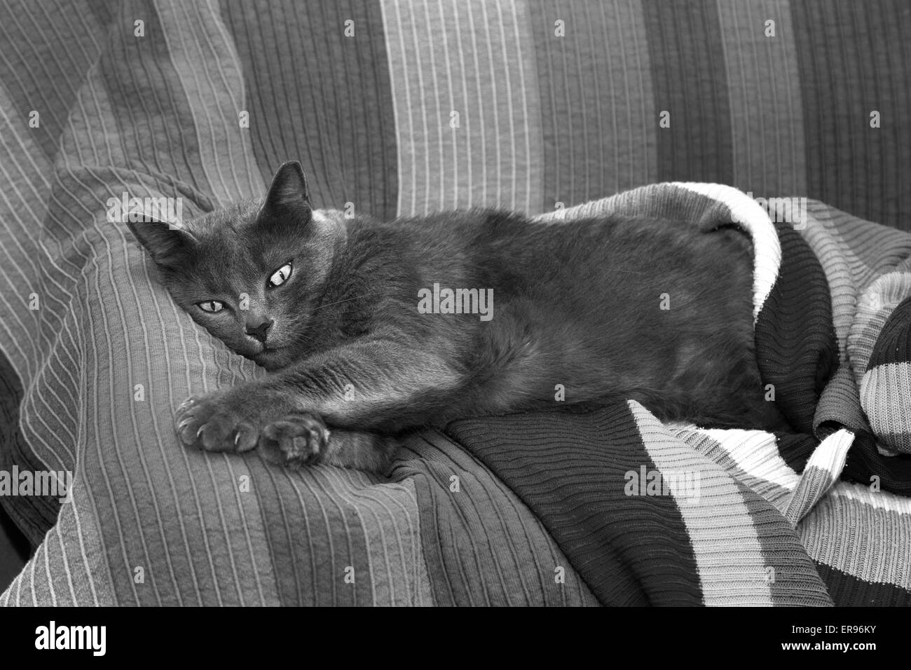 Young, female gray cat lying on stripy sofa Stock Photo - Alamy