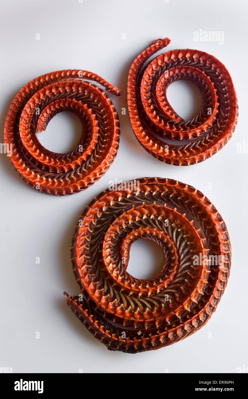 Dried River Snakes as sold at food markets in Cambodia Stock Photo