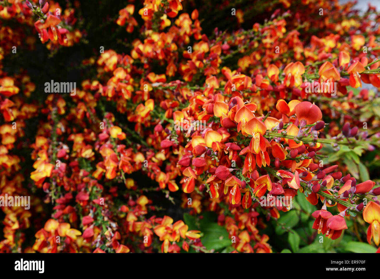 Dense spray of red broom flowers (cytisus scoparius) in selective focus Stock Photo