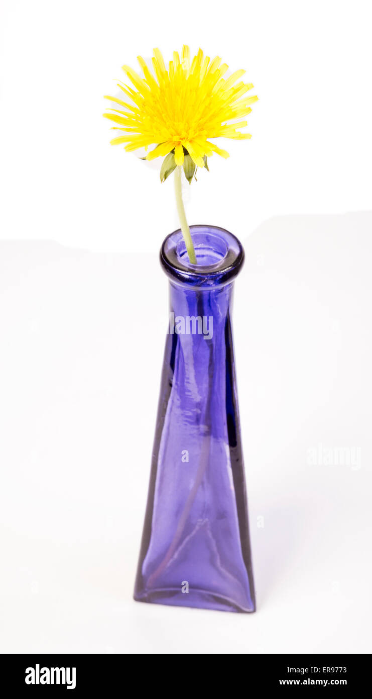 Glass Print Dandelion floral yellow green blue purple 