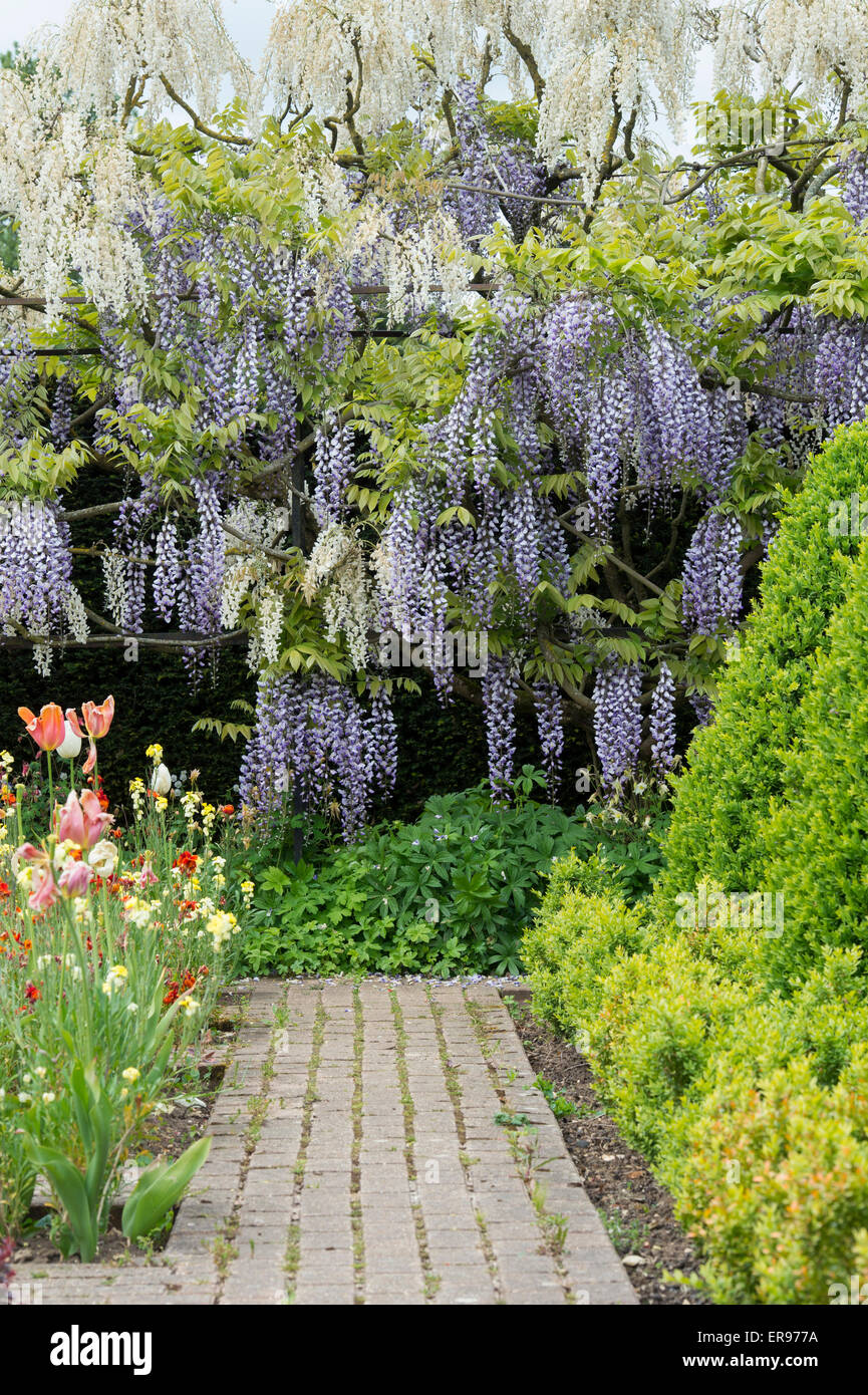 Wisteria archway in the formal garden at Waterperry Gardens, Oxfordshire, England Stock Photo