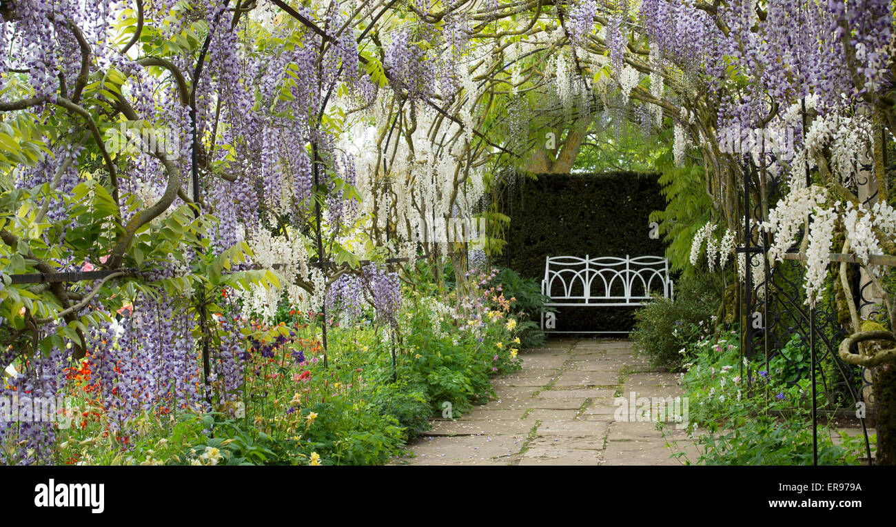 Wisteria archway in the formal garden at Waterperry Gardens, Oxfordshire, England. Panoramic Stock Photo
