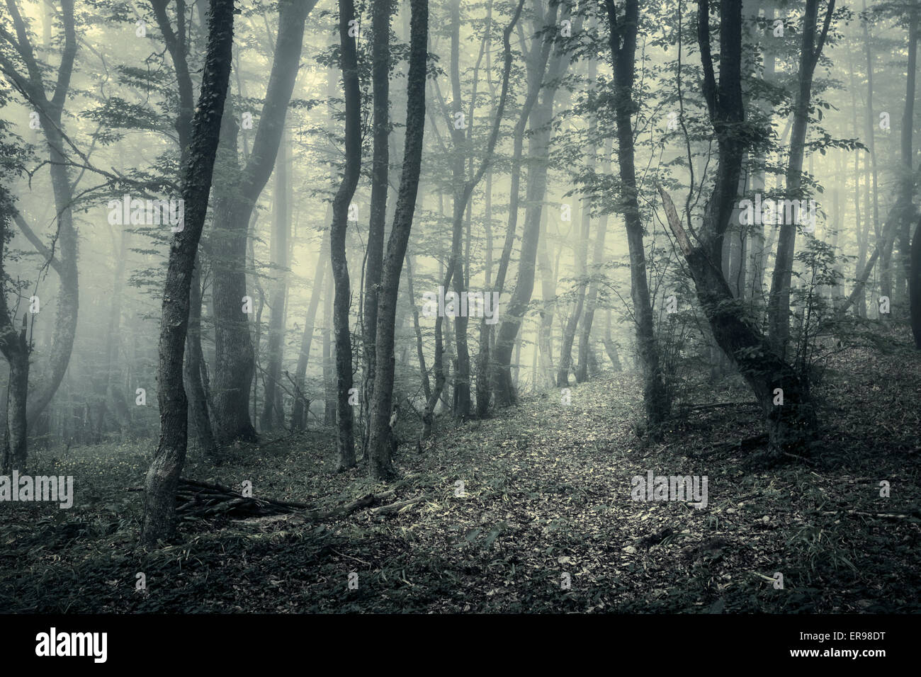 Trail through a mysterious dark forest in fog with green leaves and ...
