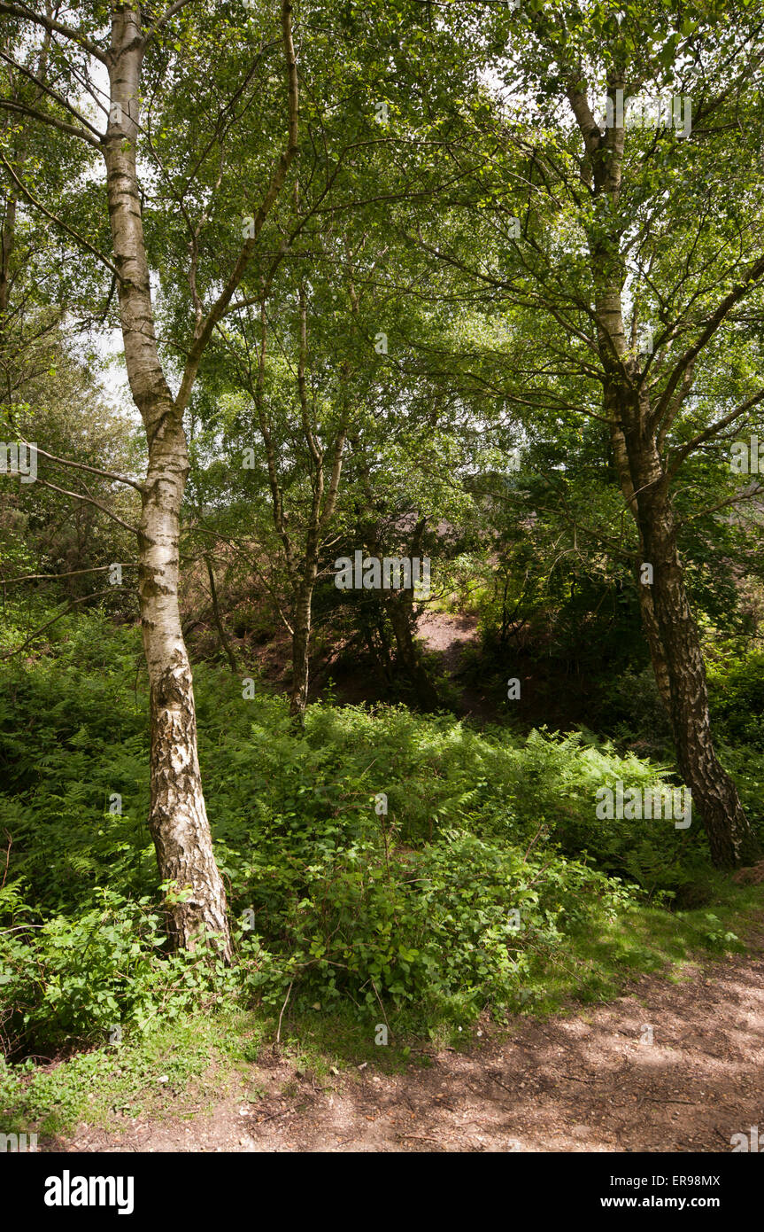 Silver Birch Trees In Woodland In The new Forest Hampshire UK Stock