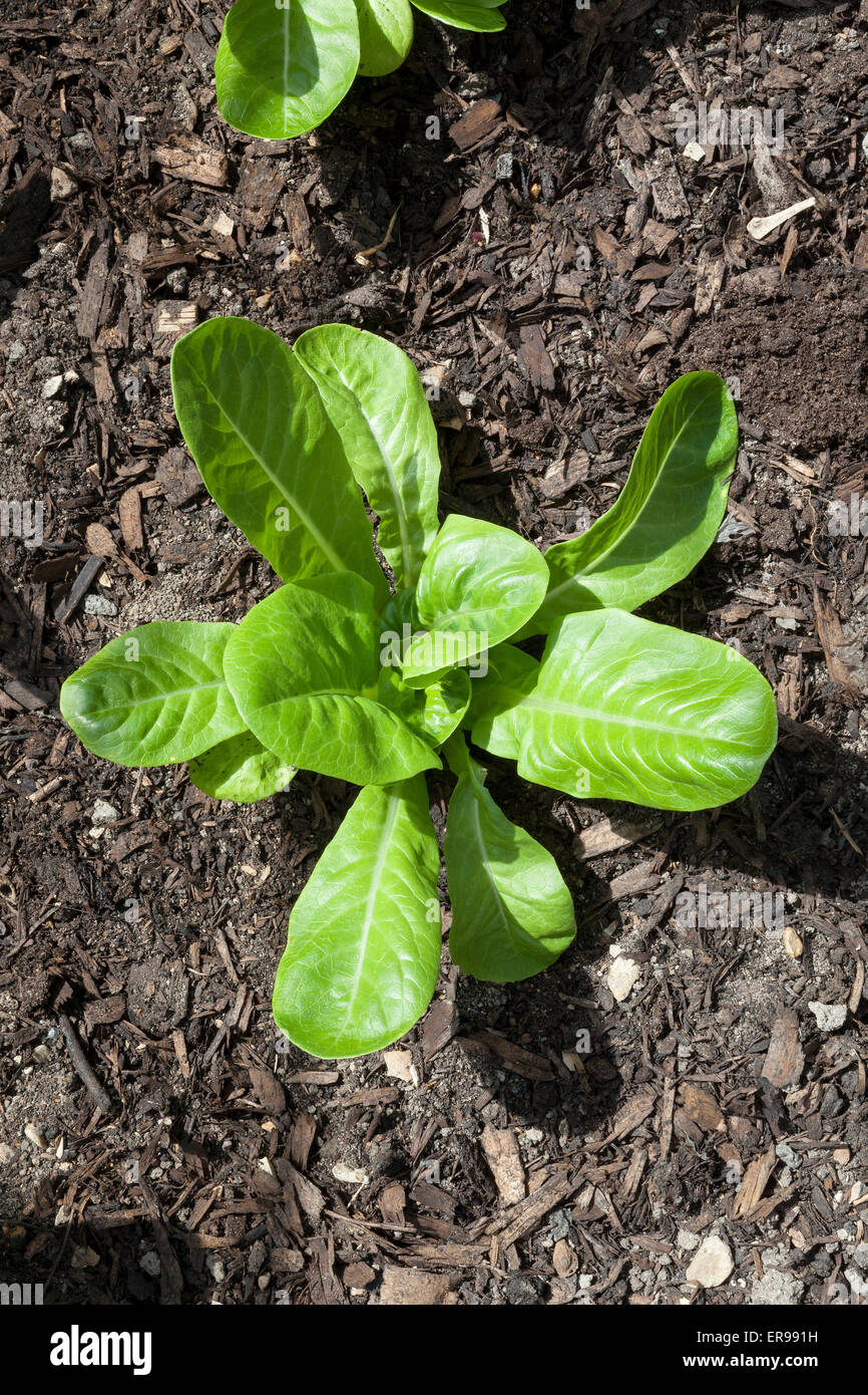 Single Cos lettuce growing in a greenhouse Stock Photo