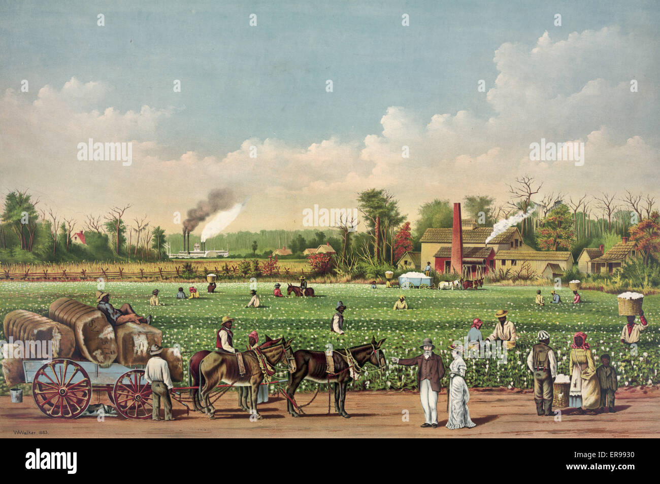 A cotton plantation on the Mississippi Stock Photo