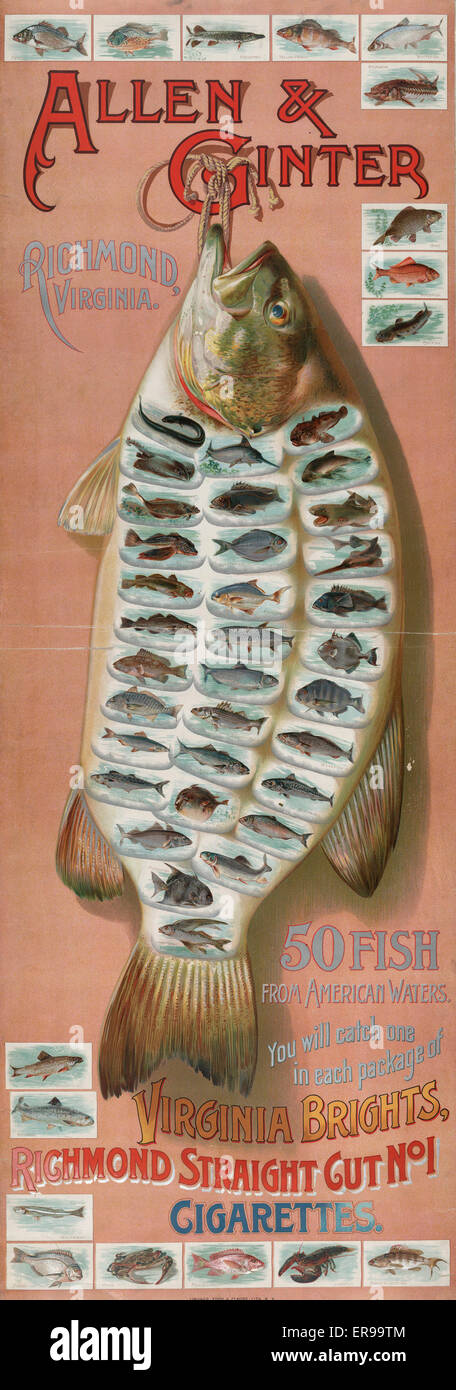 Allen & Ginter, Richmond, Virginia. 50 fish from American wa Stock Photo